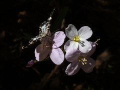 Trichodezia californiata