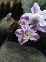 Trichosporeae