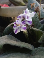 Trichosporeae