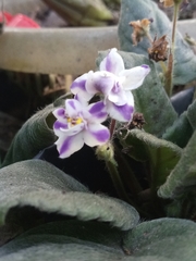 Trichosporeae