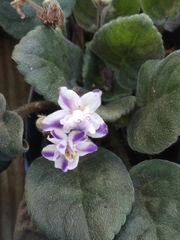 Trichosporeae