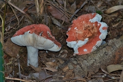 Russula persanguinea