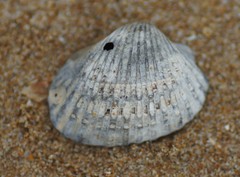 Tegillarca granosa