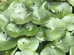 Nymphaea