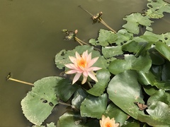 Nymphaea