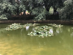 Nymphaea