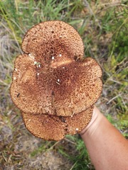 Tricholomopsis scabra