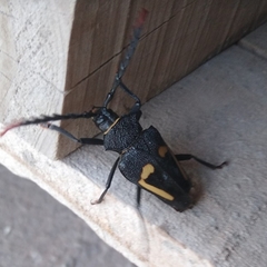 Calocomus desmarestii