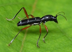 Sclethrus malayanus