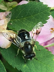 Eristalis rupium