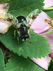 Eristalis rupium
