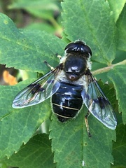 Eristalis rupium