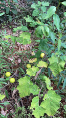 Solanum viarum