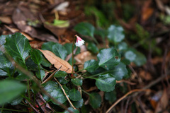 Shortia rotundifolia