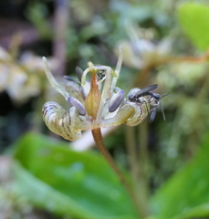 Scoliopus hallii