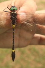 Phyllomacromia contumax