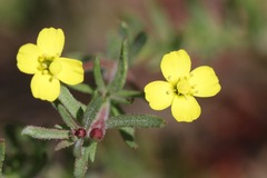 Camissonia contorta