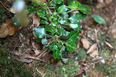 Shortia rotundifolia