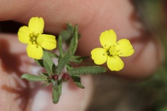 Camissonia contorta