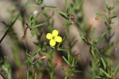 Camissonia contorta