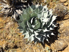 Agave applanata