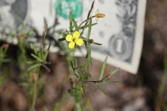 Camissonia contorta