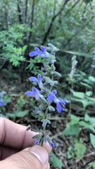 Salvia urolepis