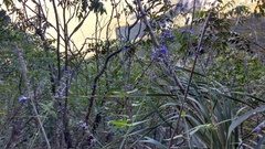 Salvia urolepis