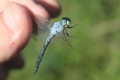 Chalcostephia flavifrons