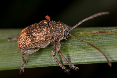 Cadmus cognatus · iNaturalist