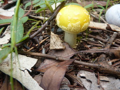 Amanita flavella