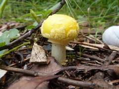 Amanita flavella
