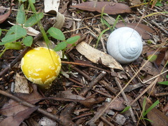 Amanita flavella