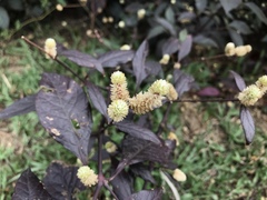 Alternanthera brasiliana