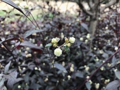 Alternanthera brasiliana