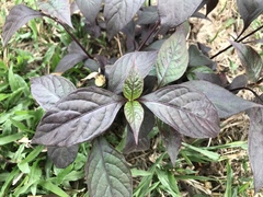 Alternanthera brasiliana