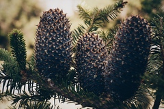 Abies vejarii