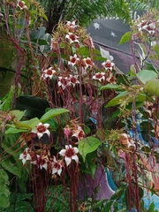 Strophanthus
