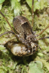 Forsteropsalis inconstans