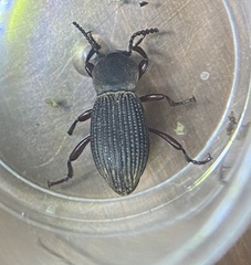 Argoporis costipennis