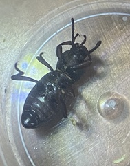 Argoporis costipennis