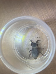 Argoporis costipennis