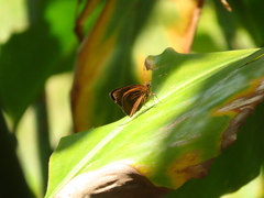 Ancistroides nigrita