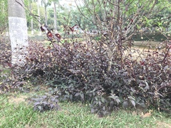 Alternanthera brasiliana