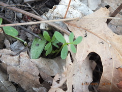 Floerkea proserpinacoides