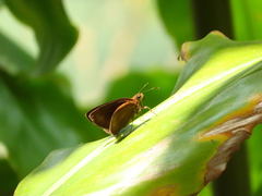 Ancistroides nigrita