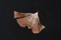 Esthlodora versicolor