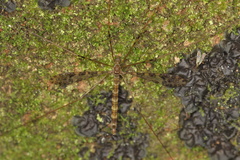 Austrolimnophila argus