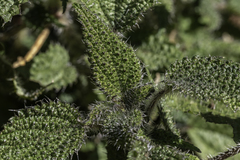 Urtica ardens