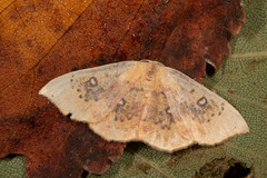 Cyclophora albiocellaria